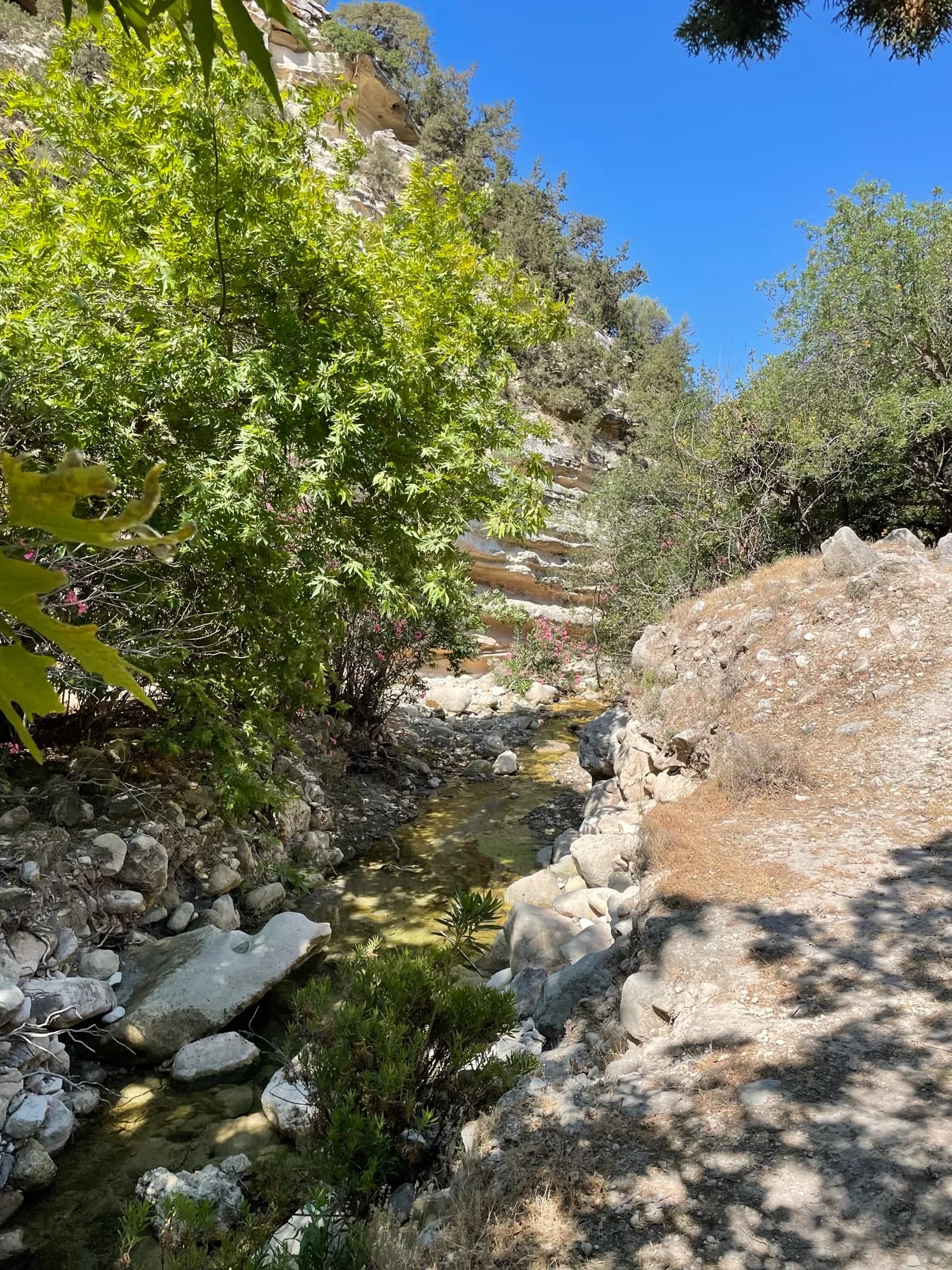 Ondiepe waterloop tussen rotsen en groen in Avakas Gorge