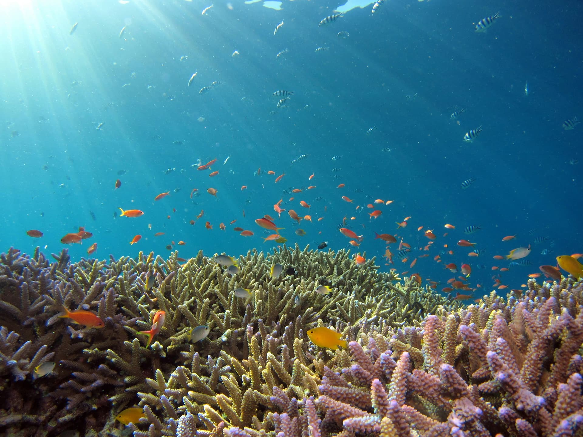 Koraal en kleurrijke rifvissen onder water bij Bali