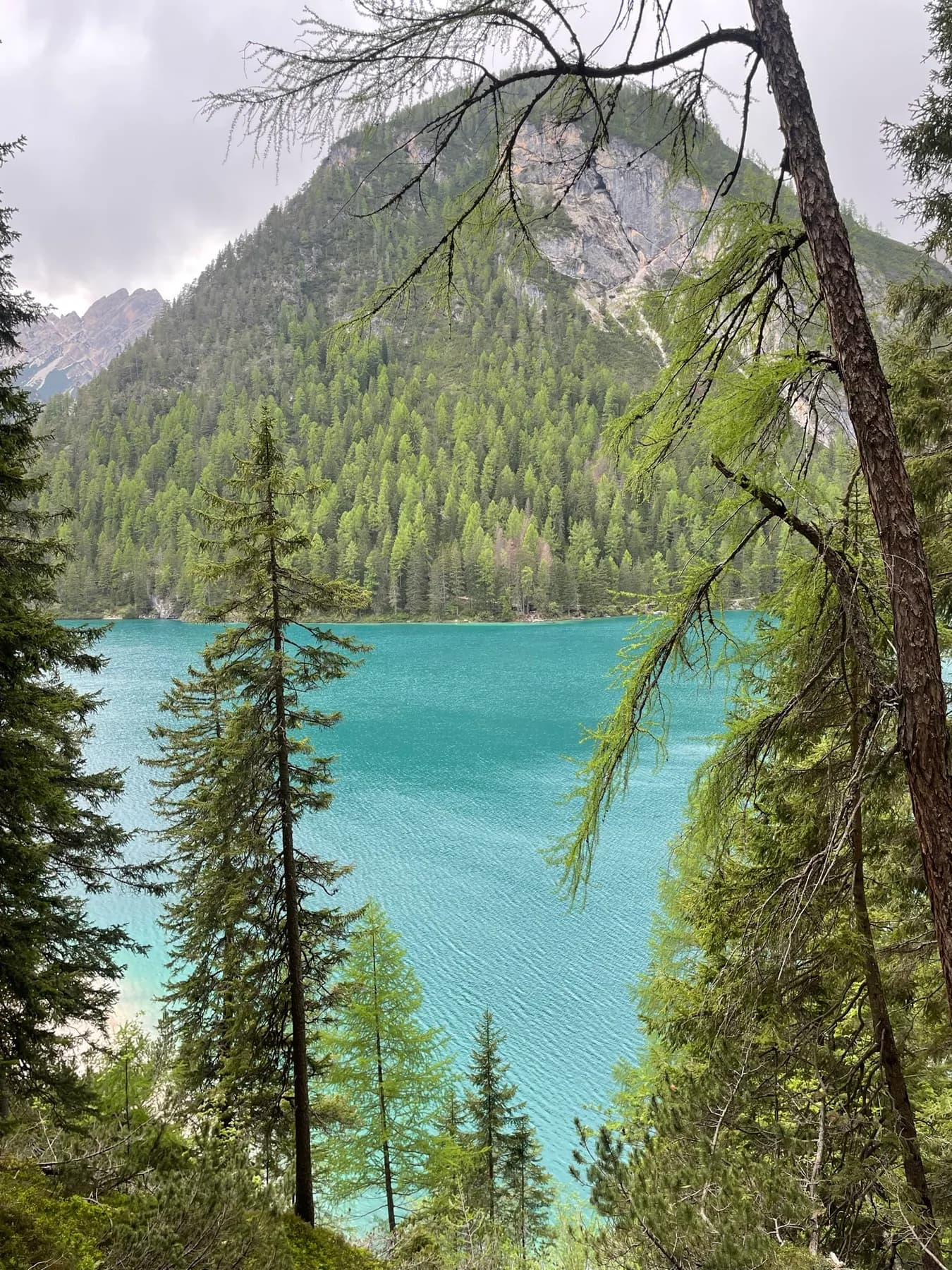 Lago di Braies gezien tussen de naaldbomen