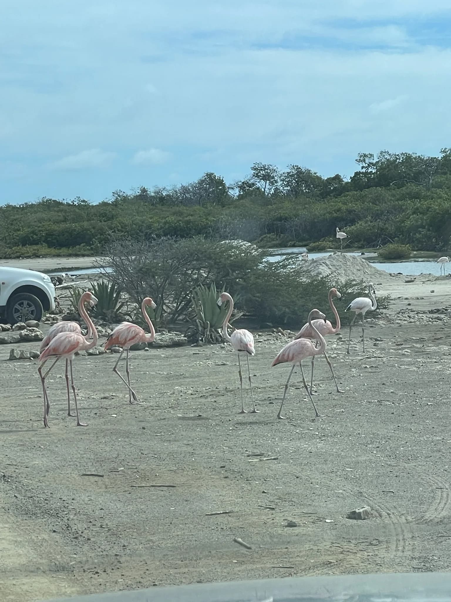 Groep flamingo's in een ondiep zoutmeer op Bonaire