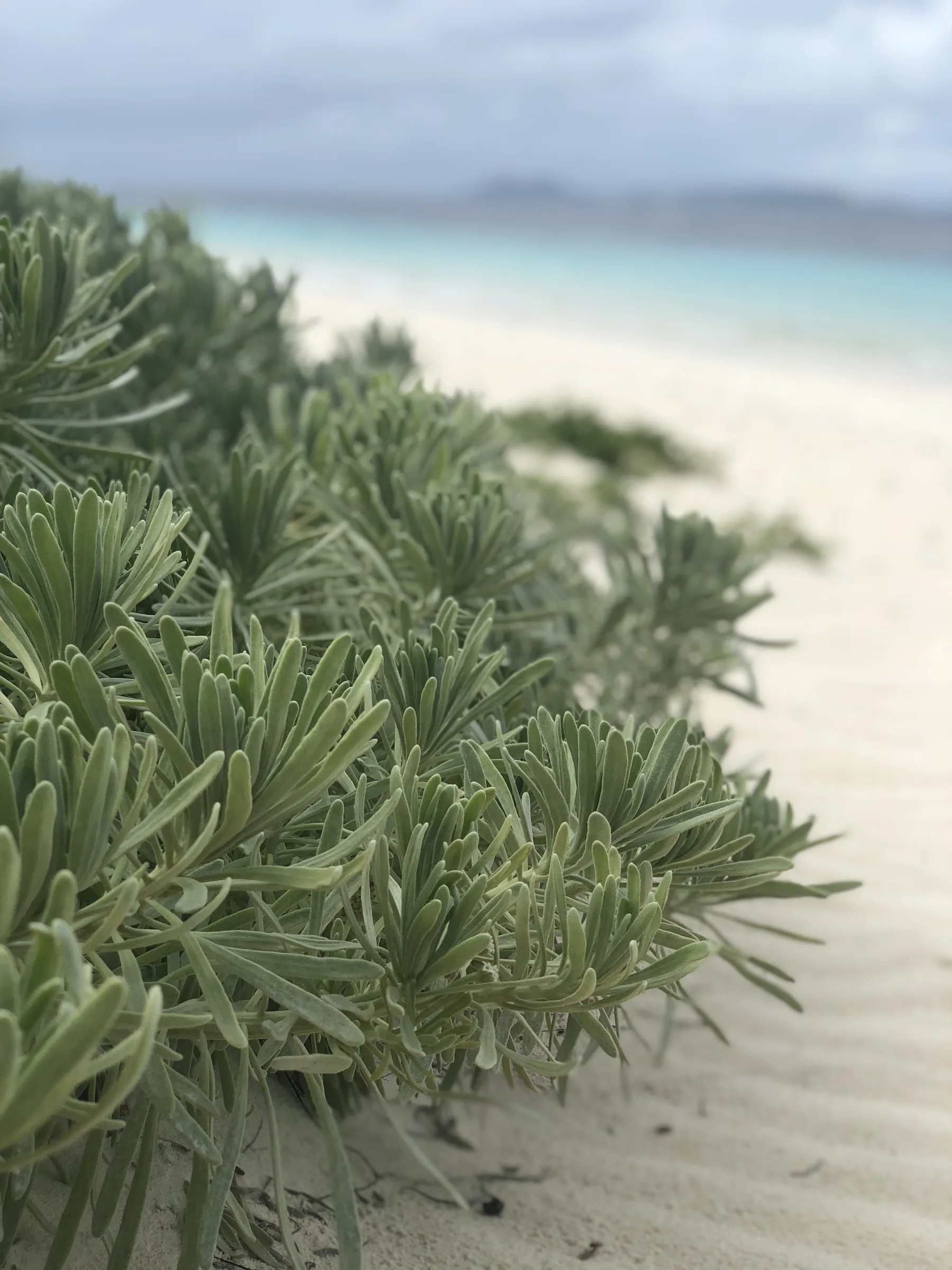 Strandvegetatie met de kust van Klein Bonaire op de achtergrond