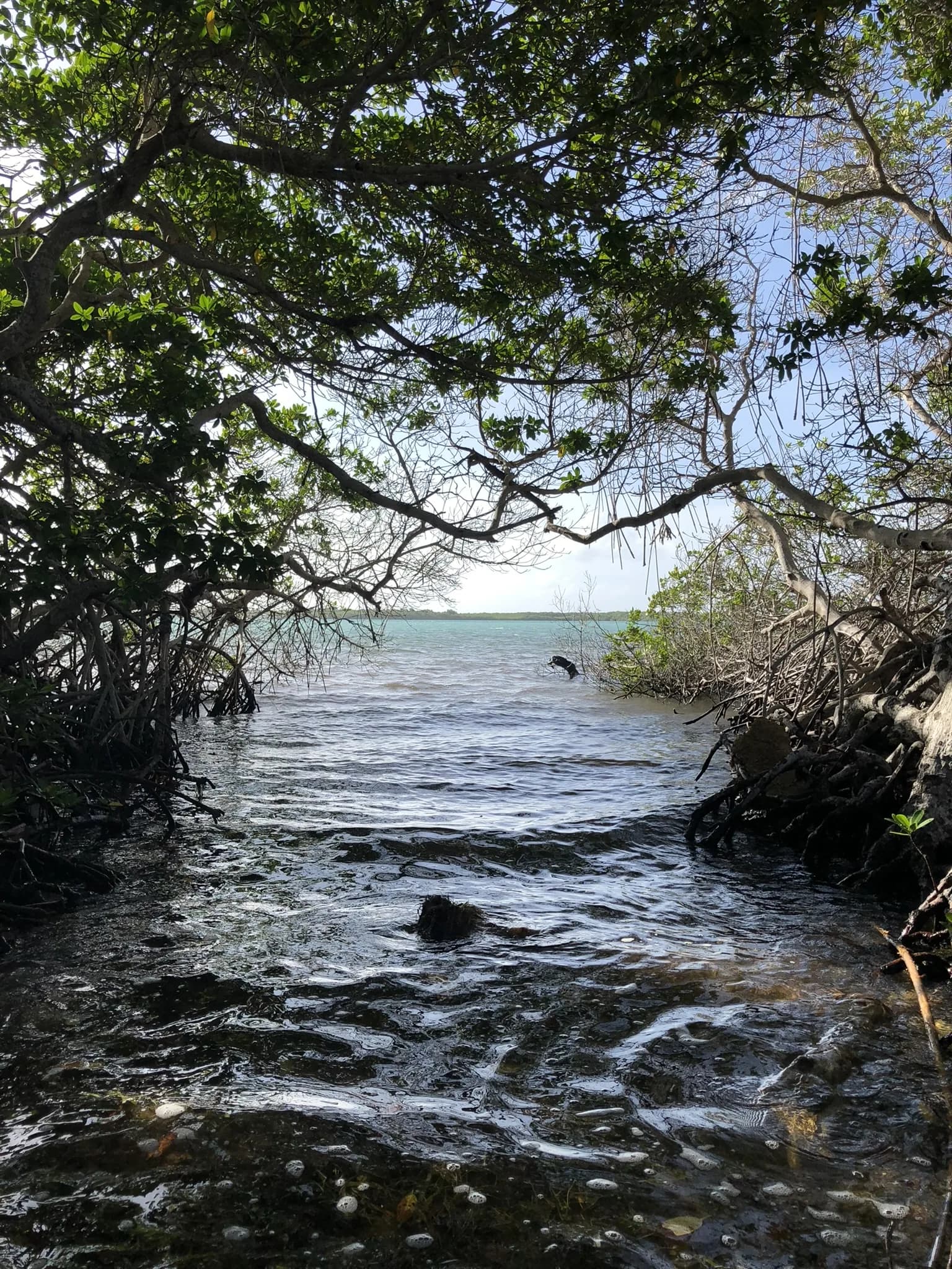 Smal waterkanaal tussen de mangroves van Lac Bay