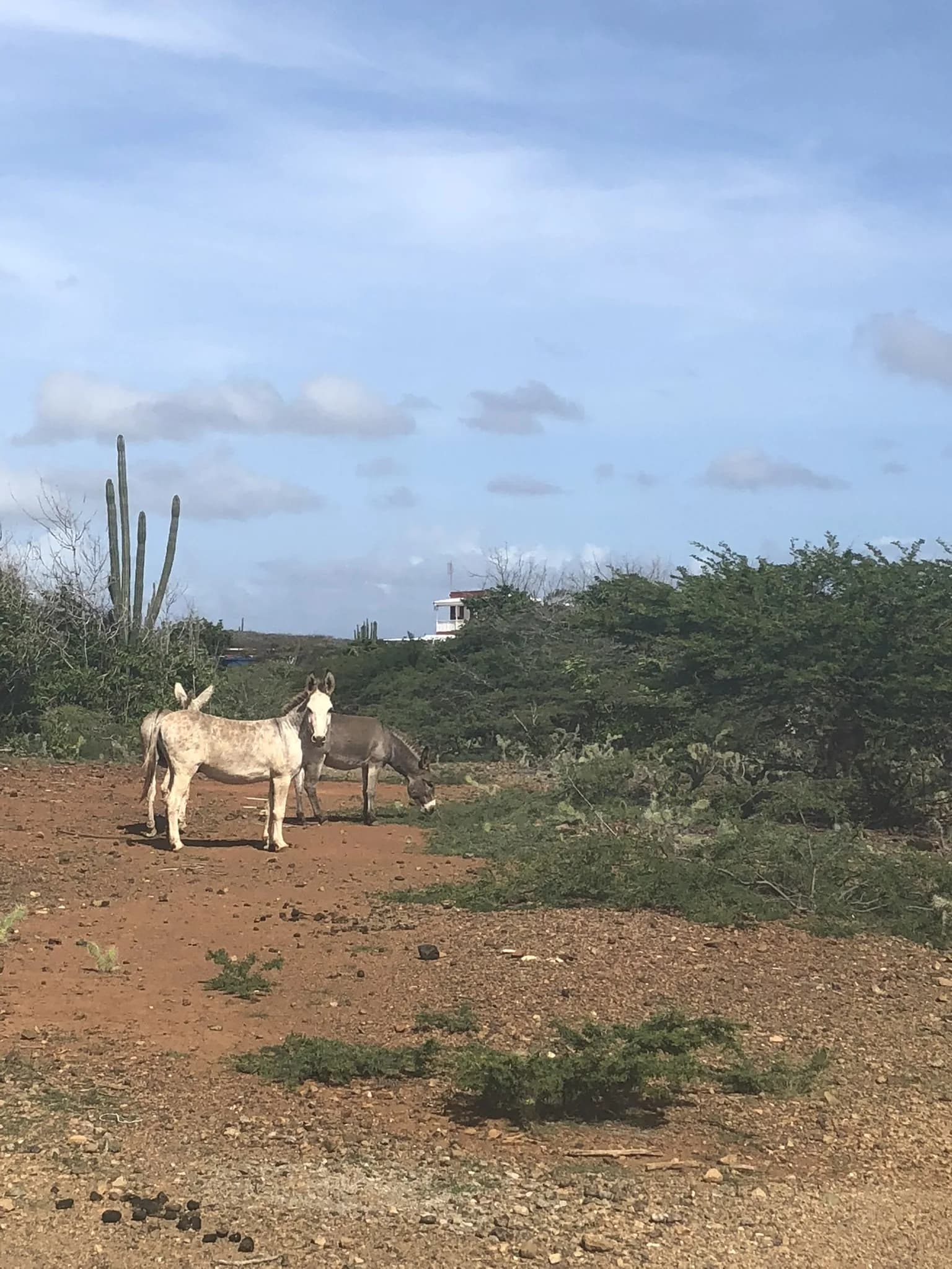 Twee ezels tussen cactussen in het droge landschap van Bonaire