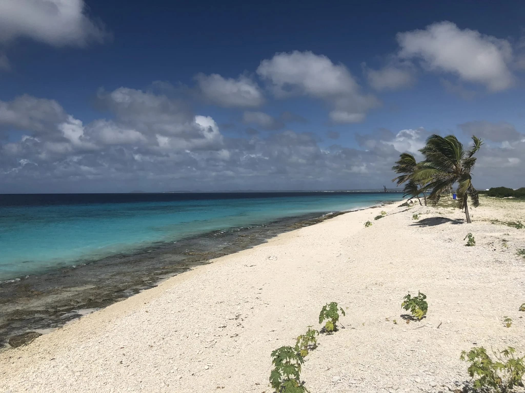 Lichte koraalkust met een eenzame palm en blauwe zee