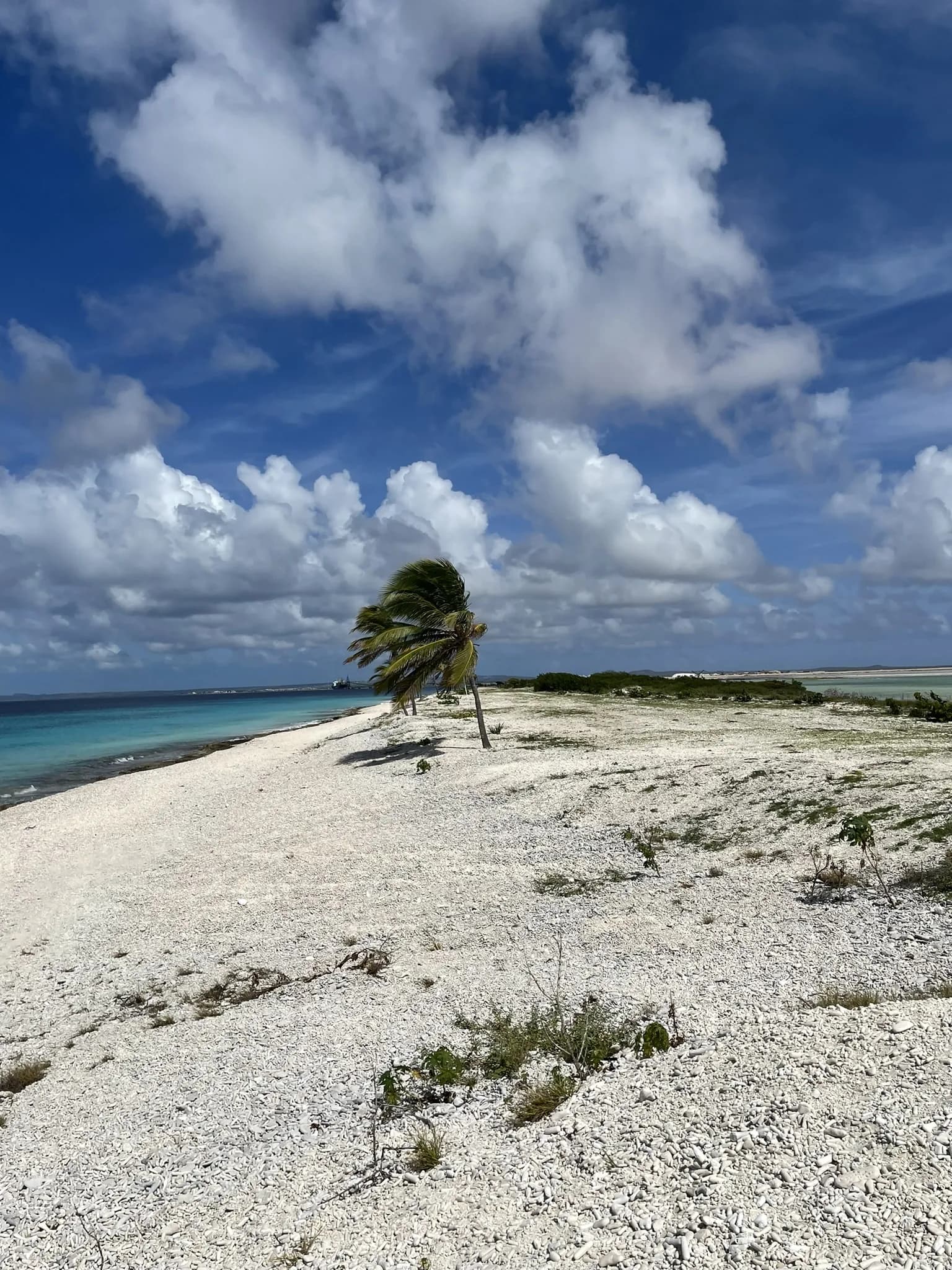 Witte koraalkust met een gebogen palm aan zee