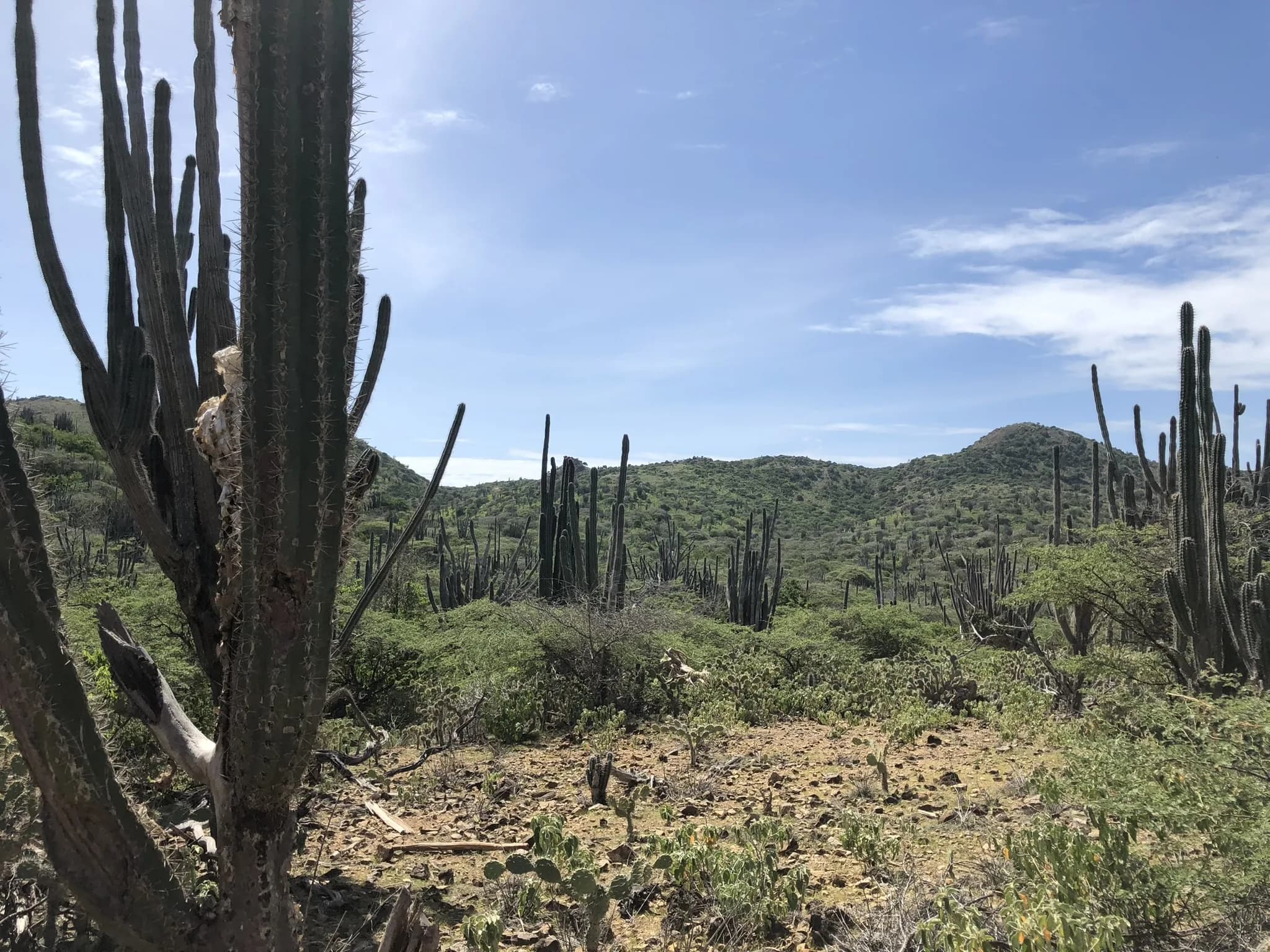 Uitgestrekt cactuslandschap in Washington Slagbaai