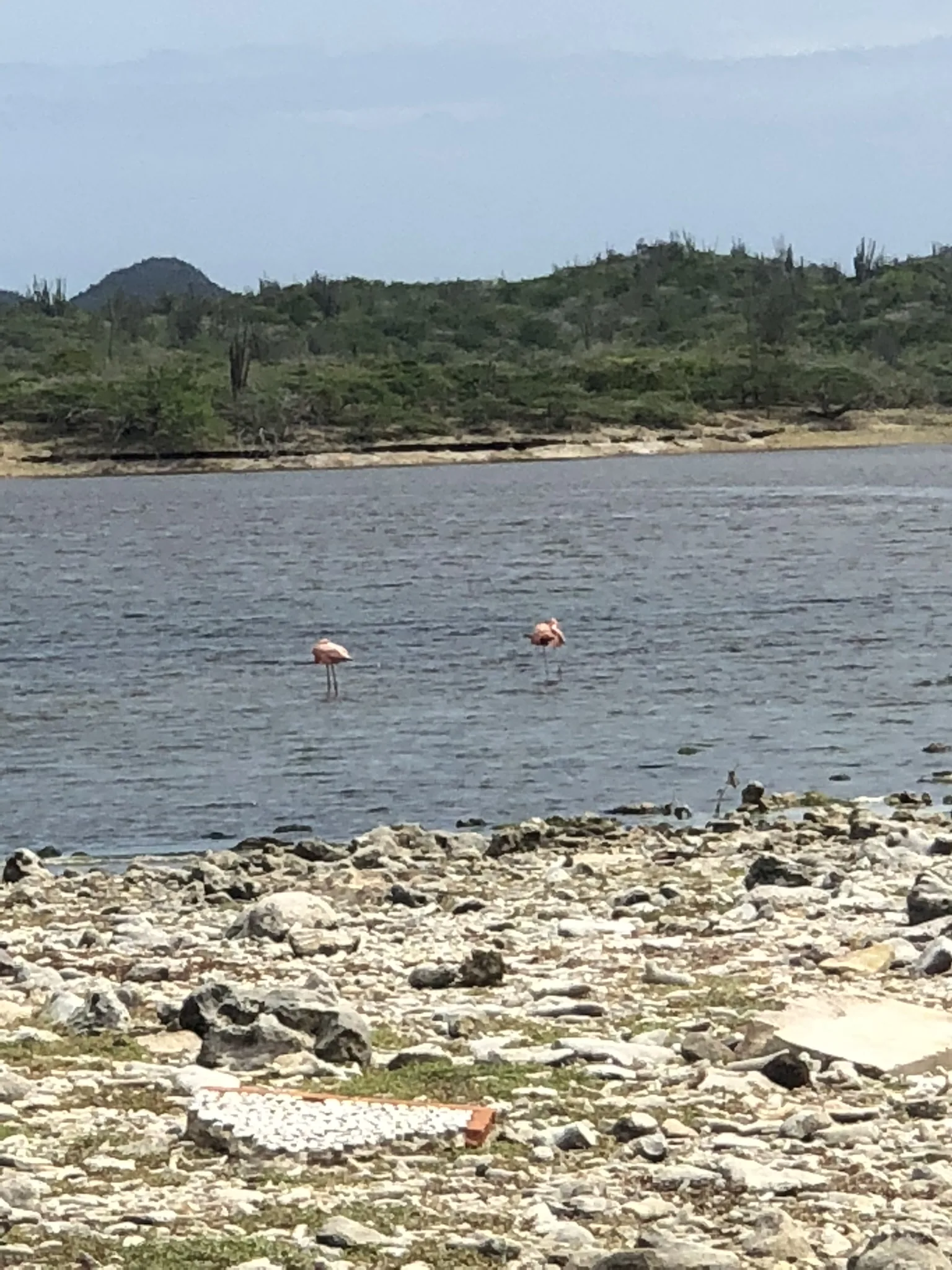 Flamingo's in een ondiepe lagune bij Boka Slagbaai