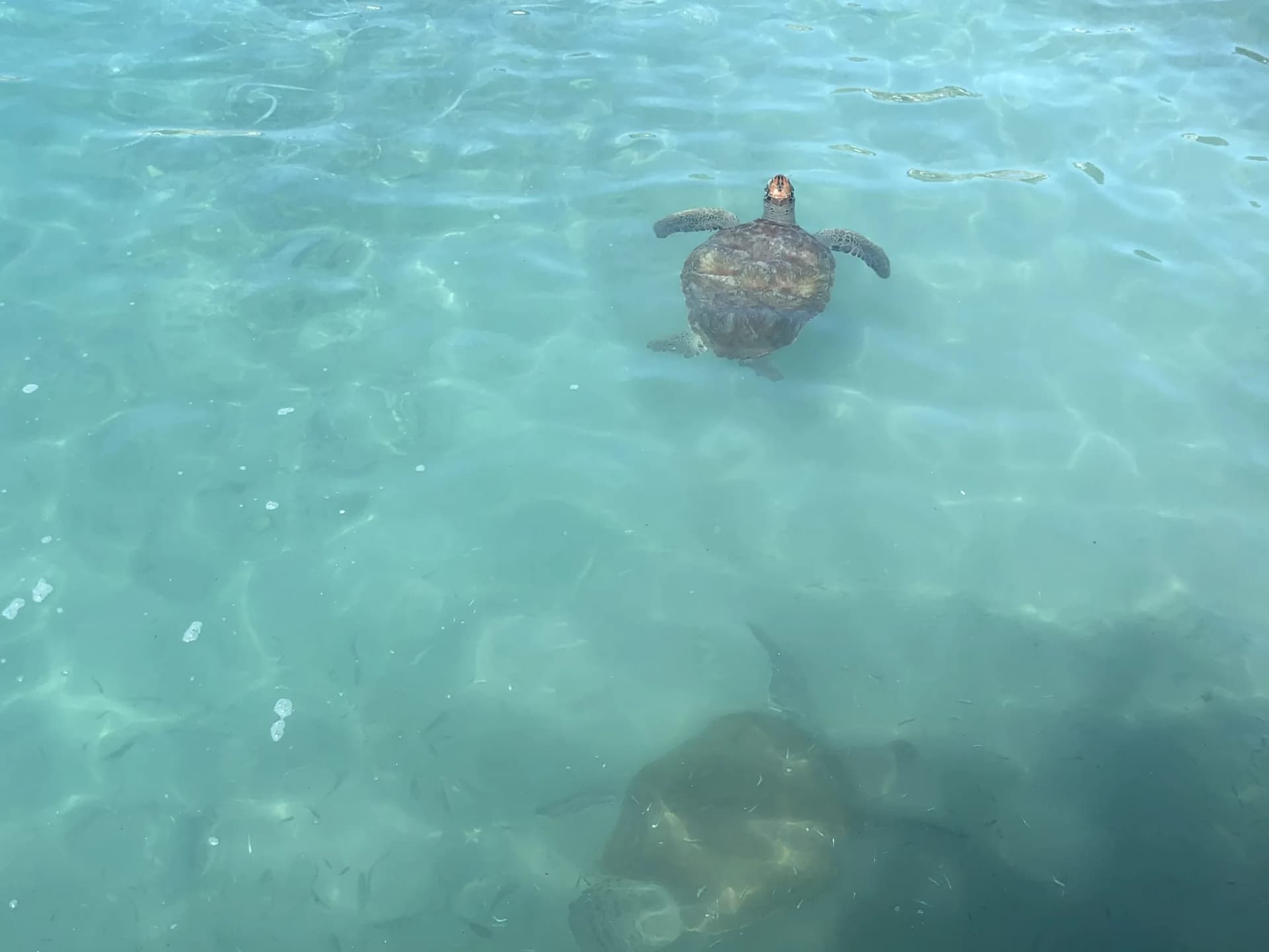 Zeeschildpad onder water bij Playa Piskadó