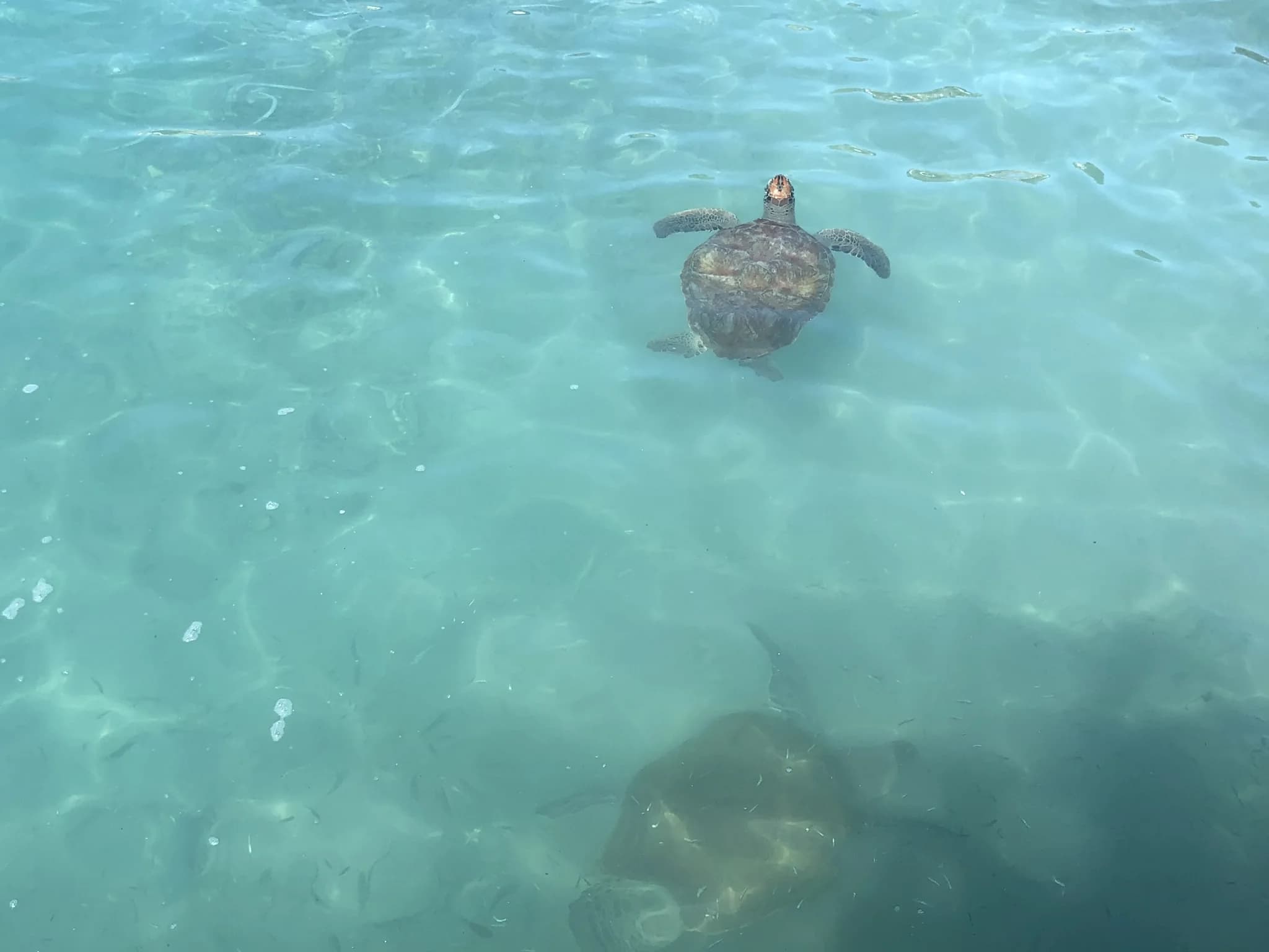 Zeeschildpad onder water bij Playa Piskadó