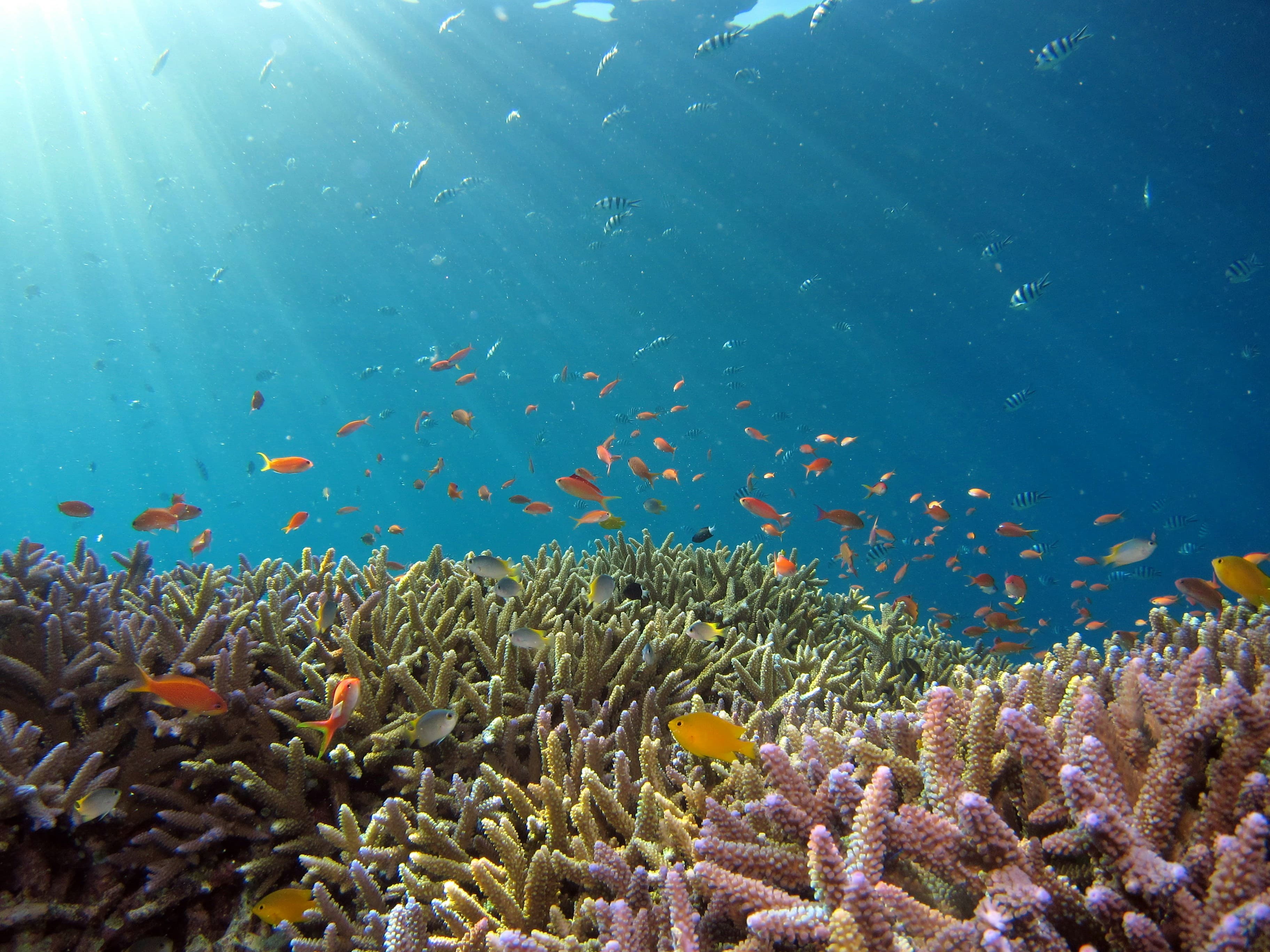 Koraal en kleurrijke rifvissen onder water bij Bali