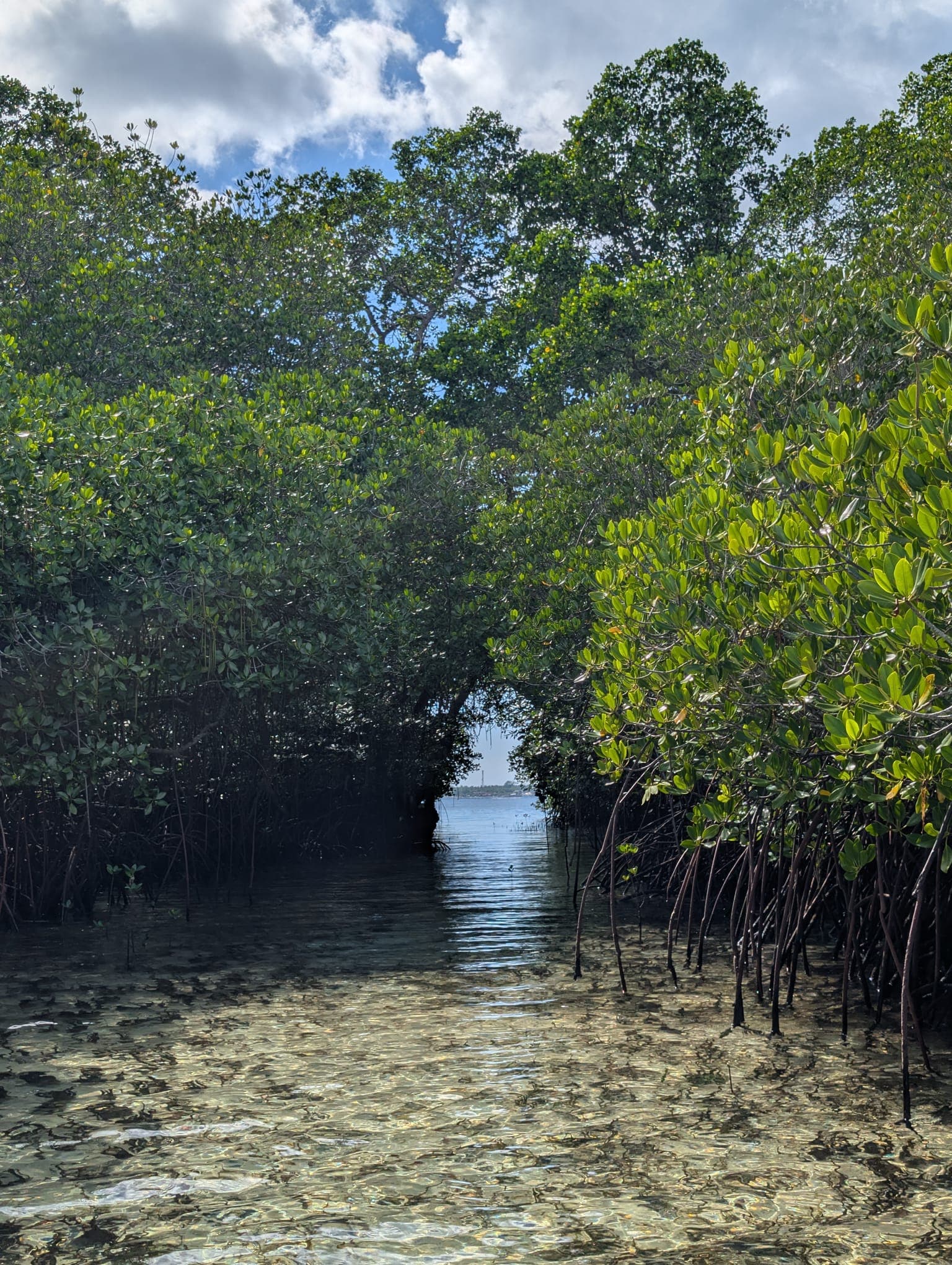 Mangrovetour in het noorden van Nusa Lembongan