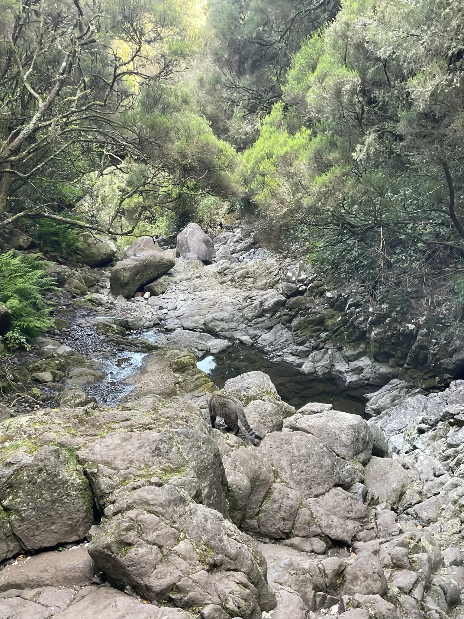 Rotsige waterloop tussen laurierbos in Rabaçal