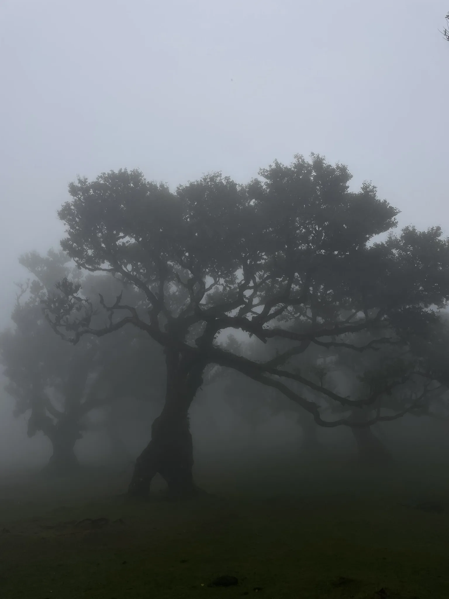 Donker silhouet van een laurierboom in de nevel