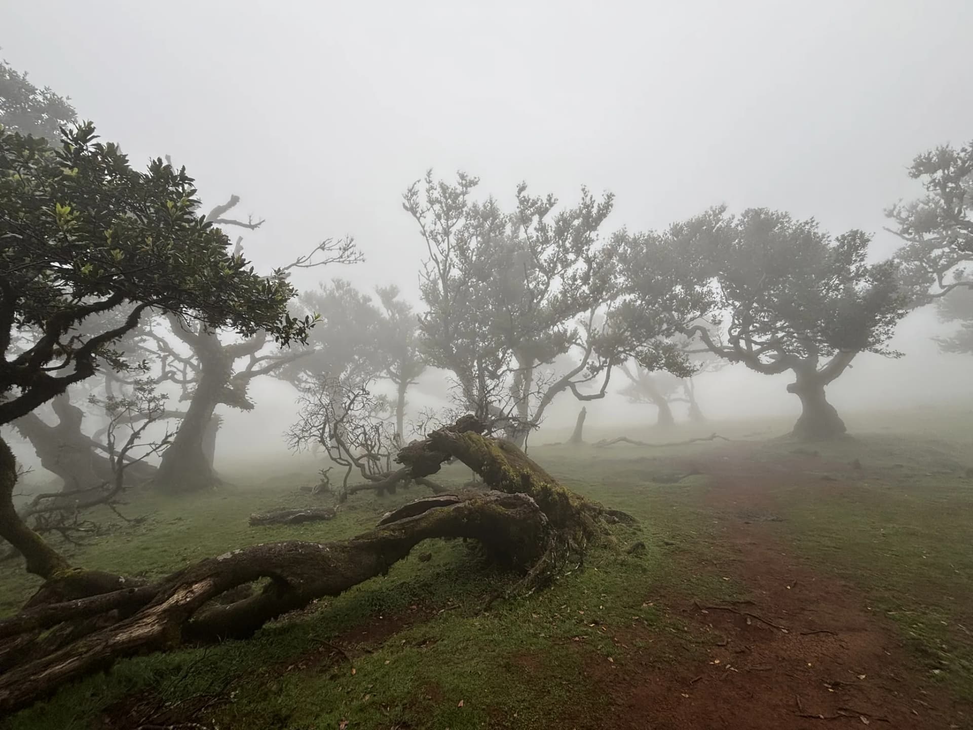 Oude bomen in de mist van Fanal