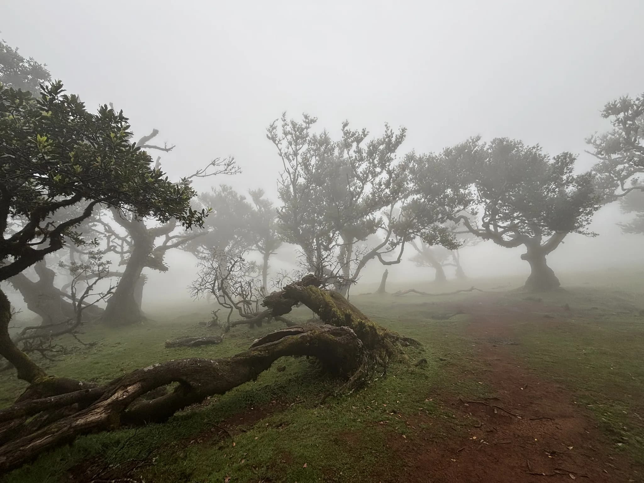 Oude bomen in de mist van Fanal