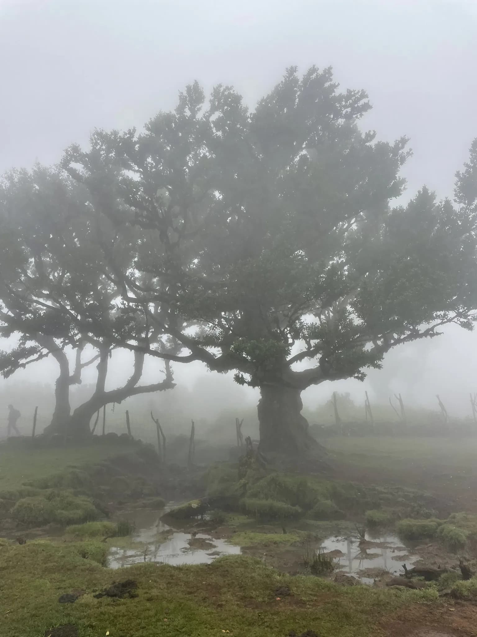 Mistige weide met verspreide laurierbomen in Fanal