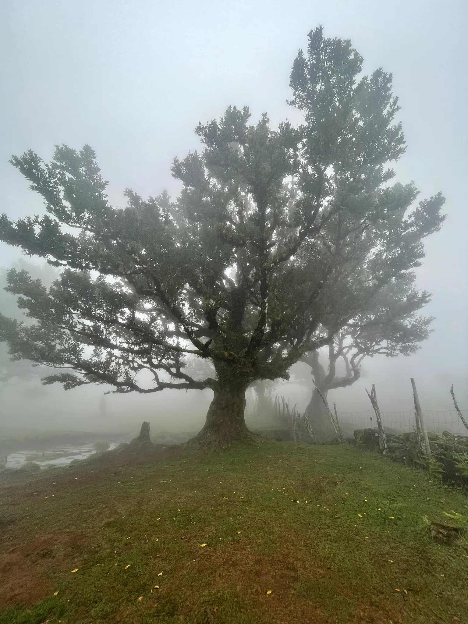 Solitaire oude boom in de mist van Fanal