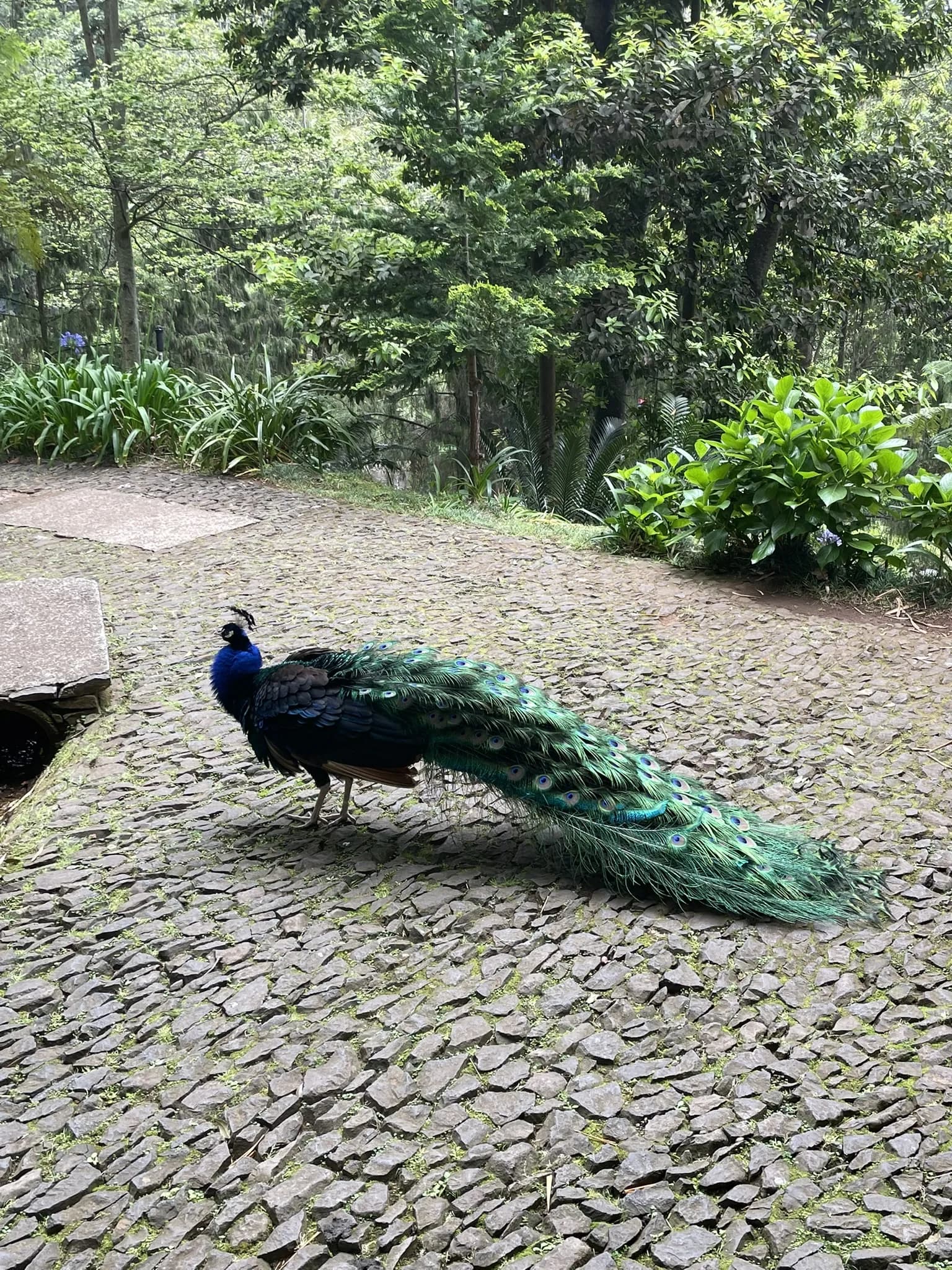 Pauw op een pad in de tuin van Monte Palace