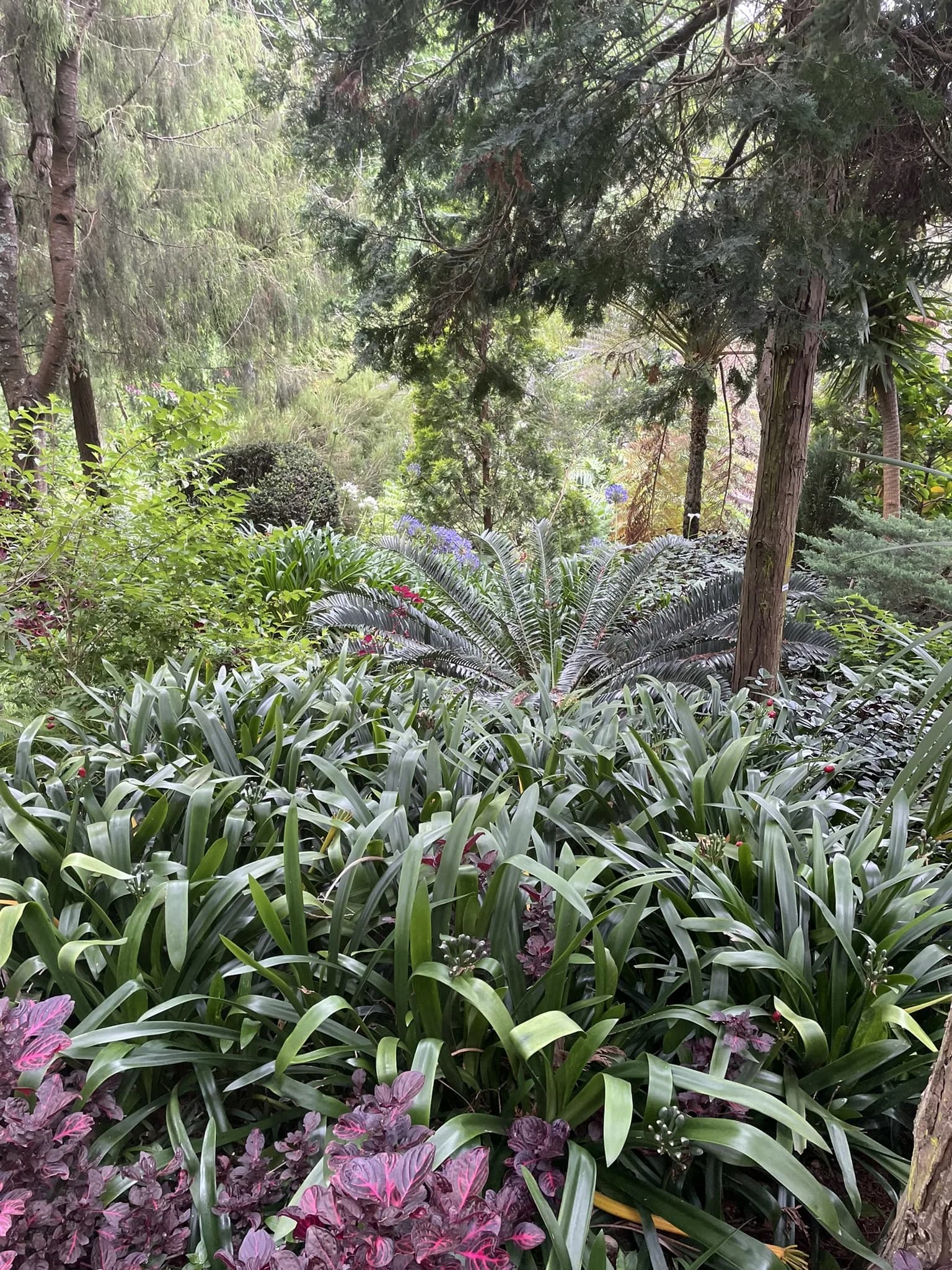 Dichte tropische beplanting in Monte Palace
