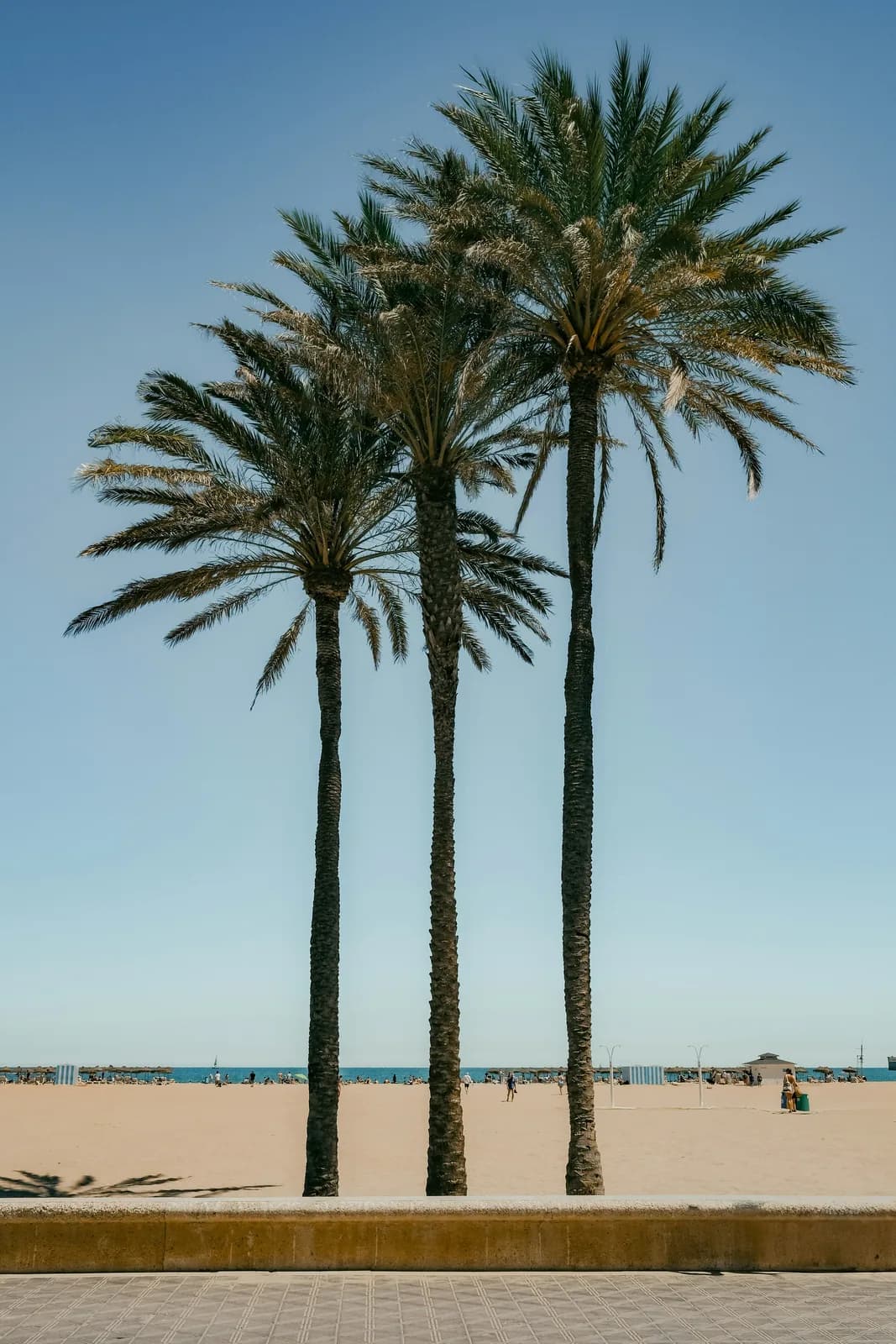Palmbomen bij het brede stadsstrand van Valencia