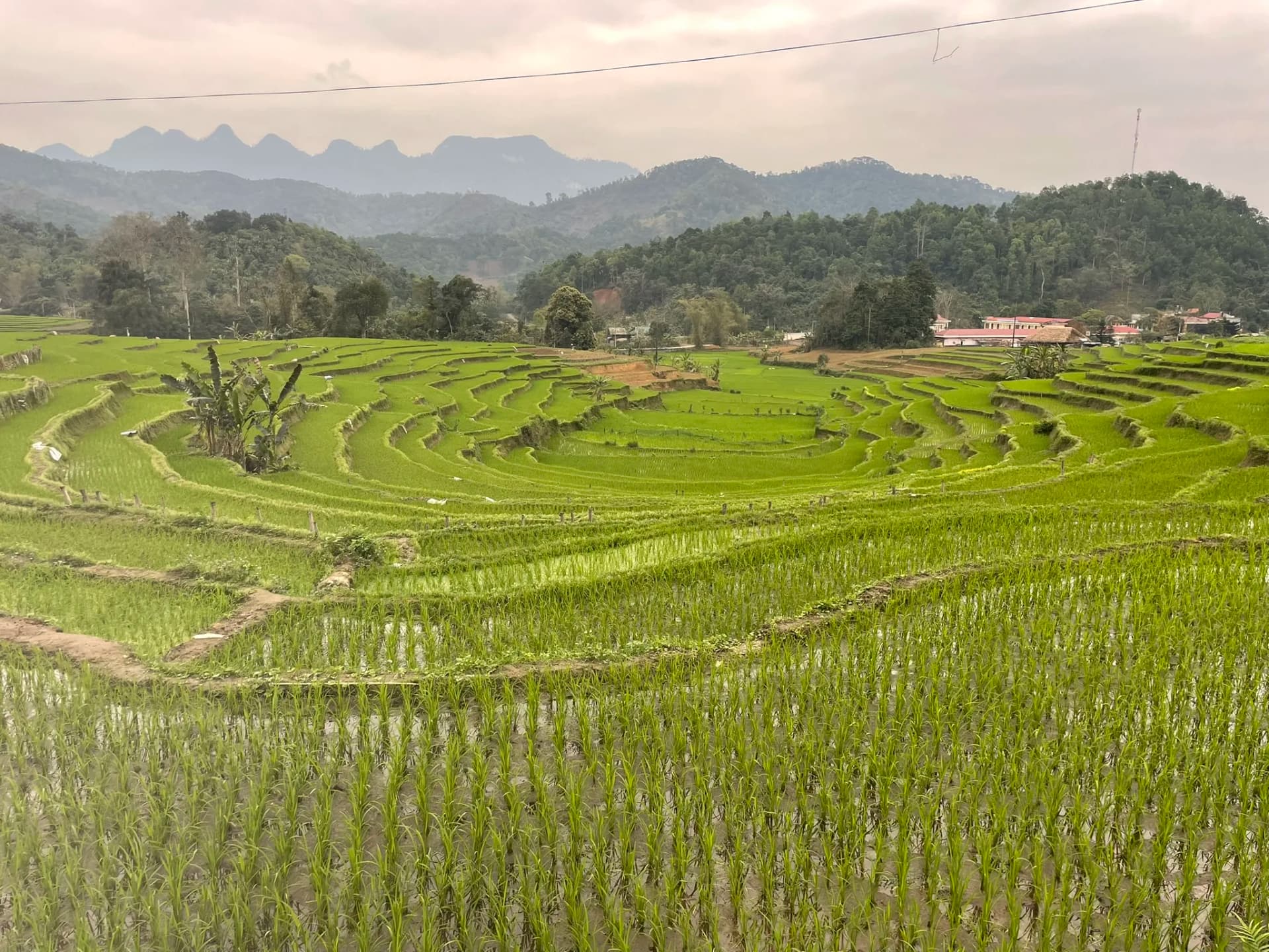 Groene rijstterrassen tussen de bergen van Ha Giang