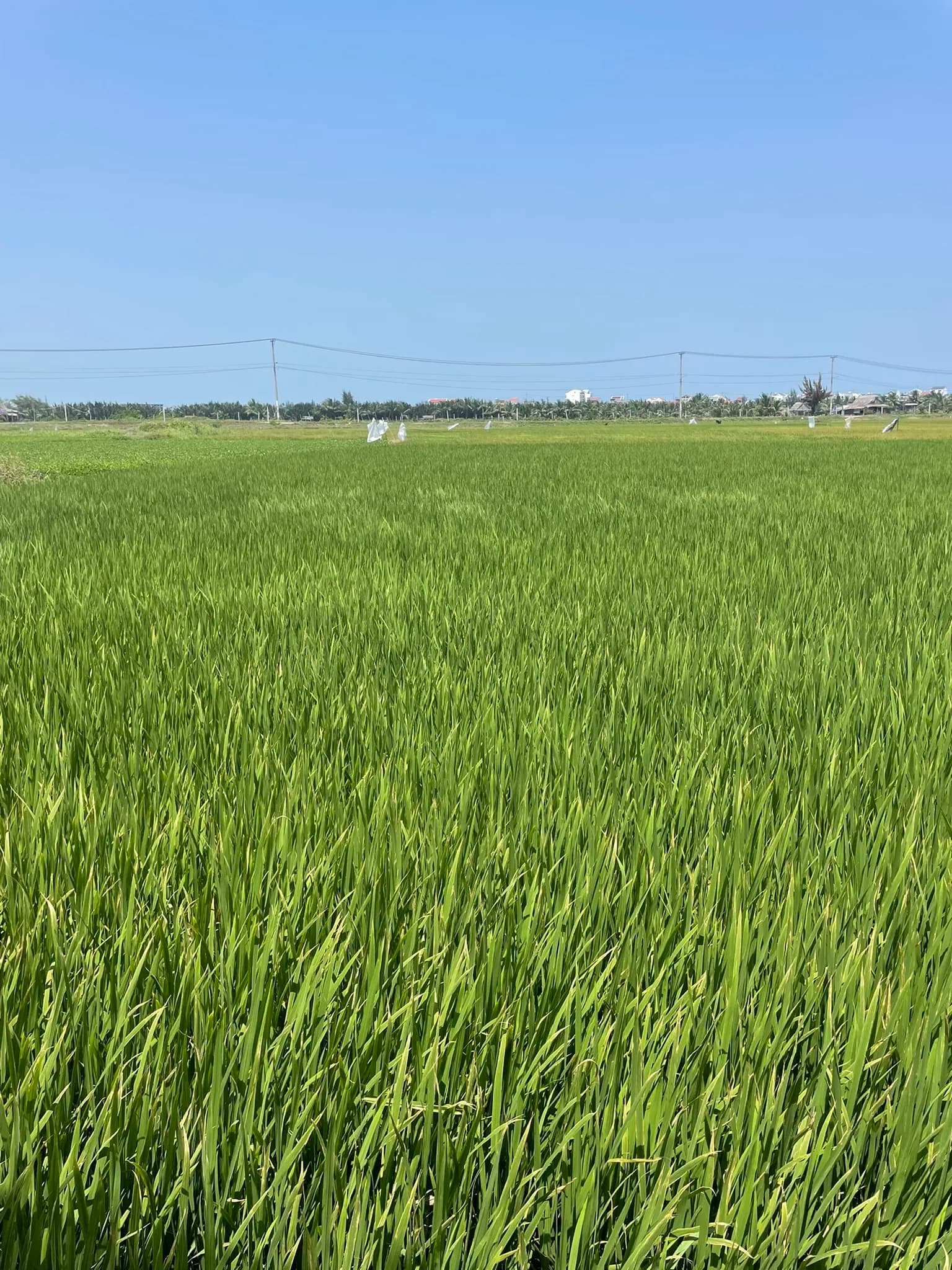 Groene rijstvelden buiten het centrum van Hoi An