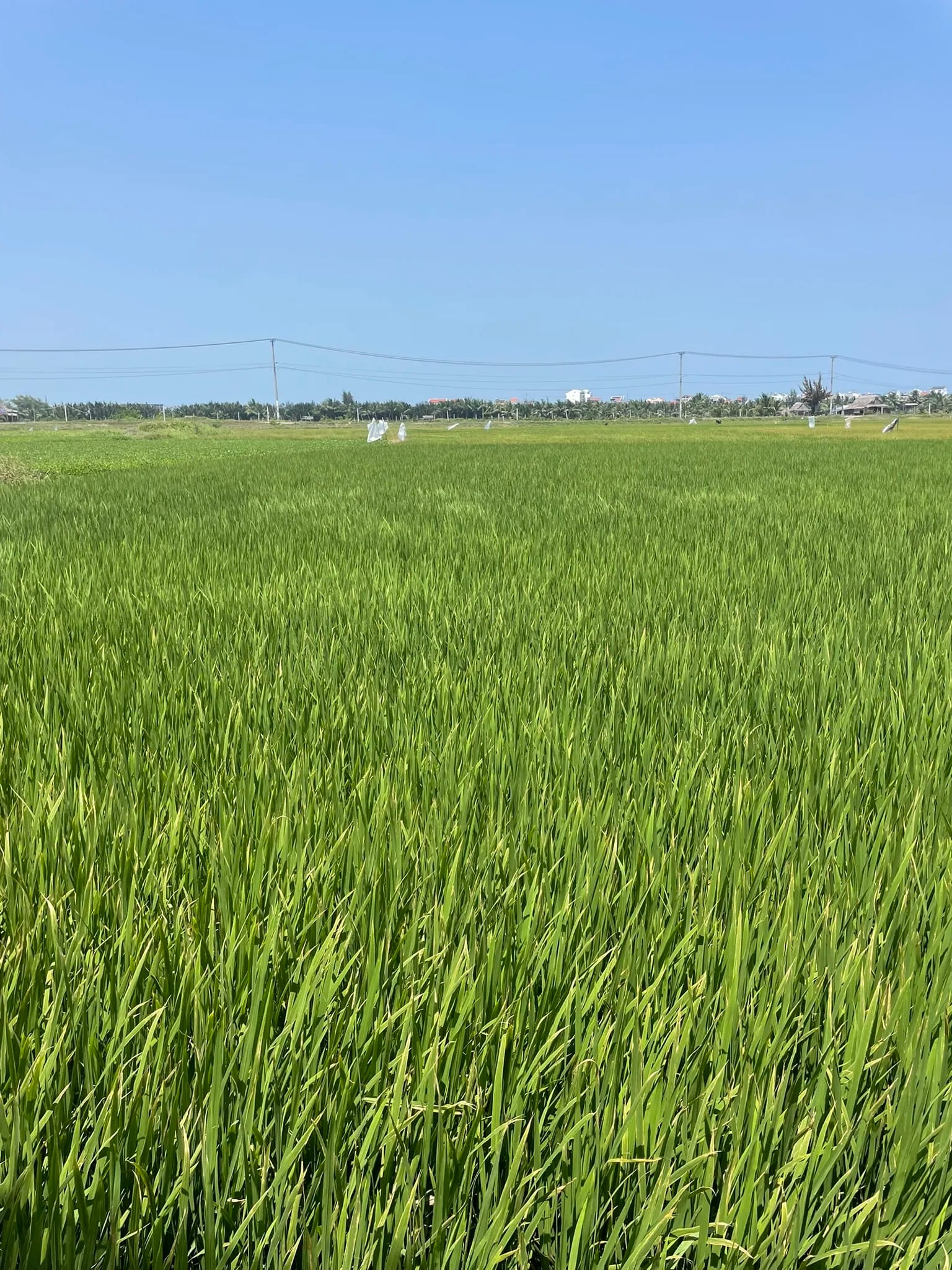 Groene rijstvelden langs onze fietsroute buiten Hoi An