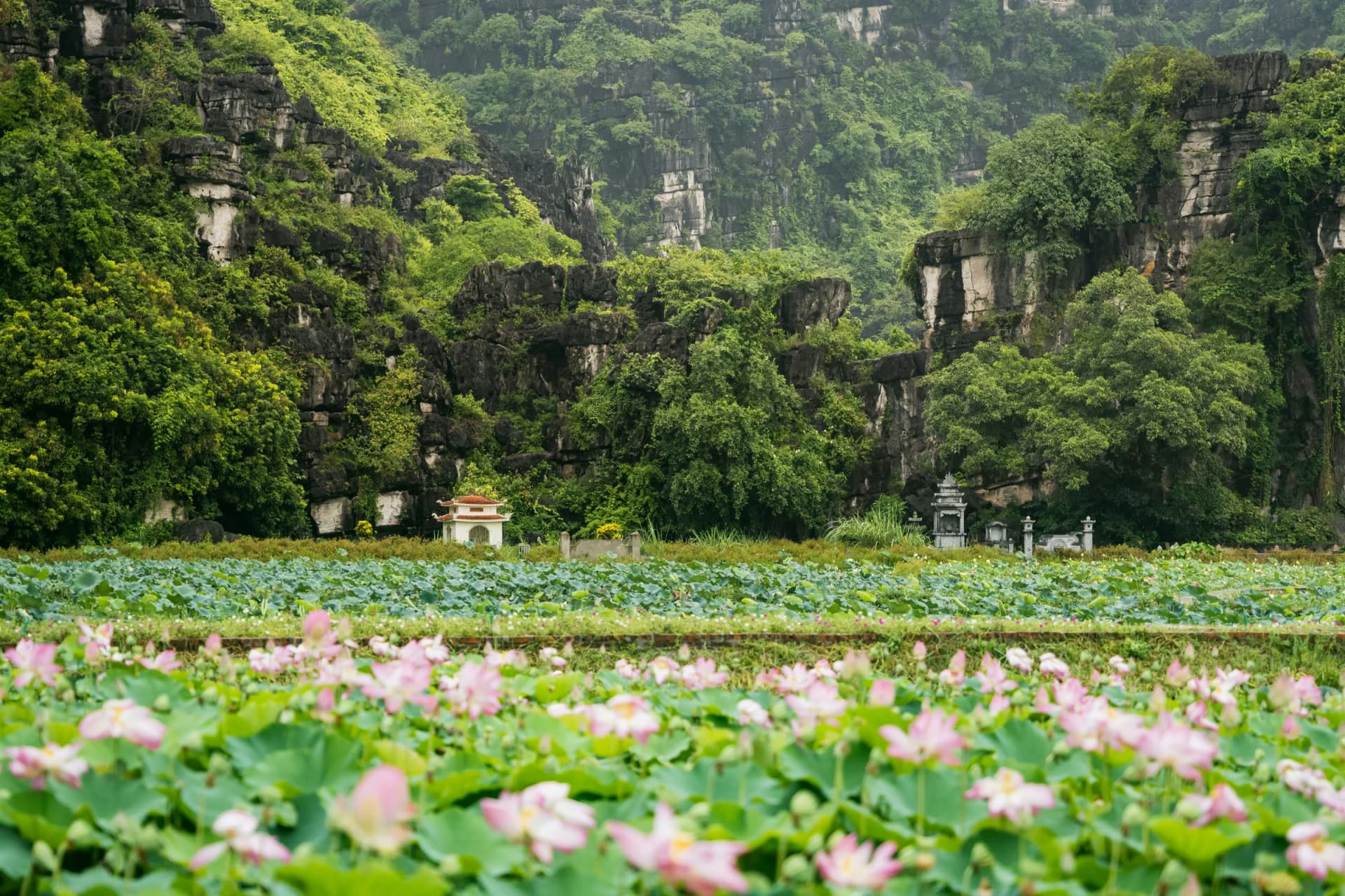 Lotusveld voor de karstbergen van Ninh Binh