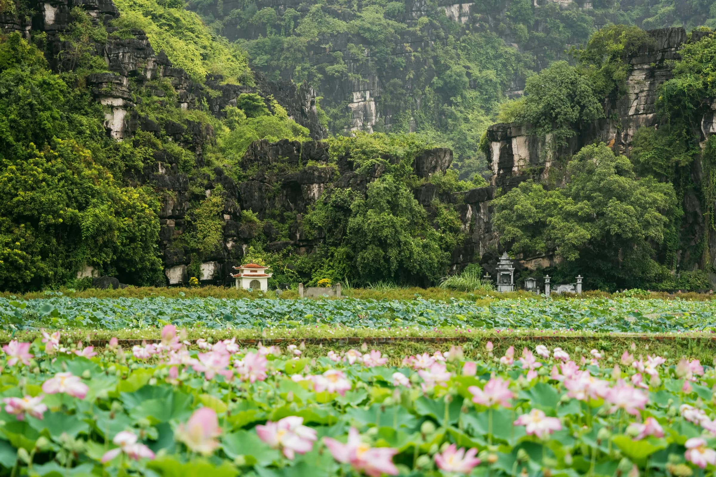 Lotusveld voor de karstbergen van Ninh Binh